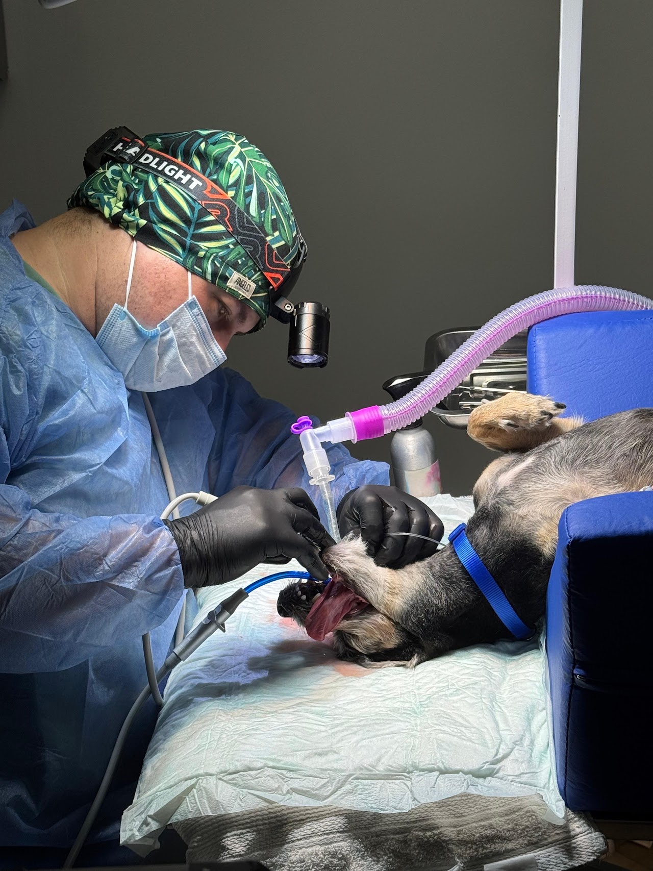 Procedimiento dental en Veterinaria Asís