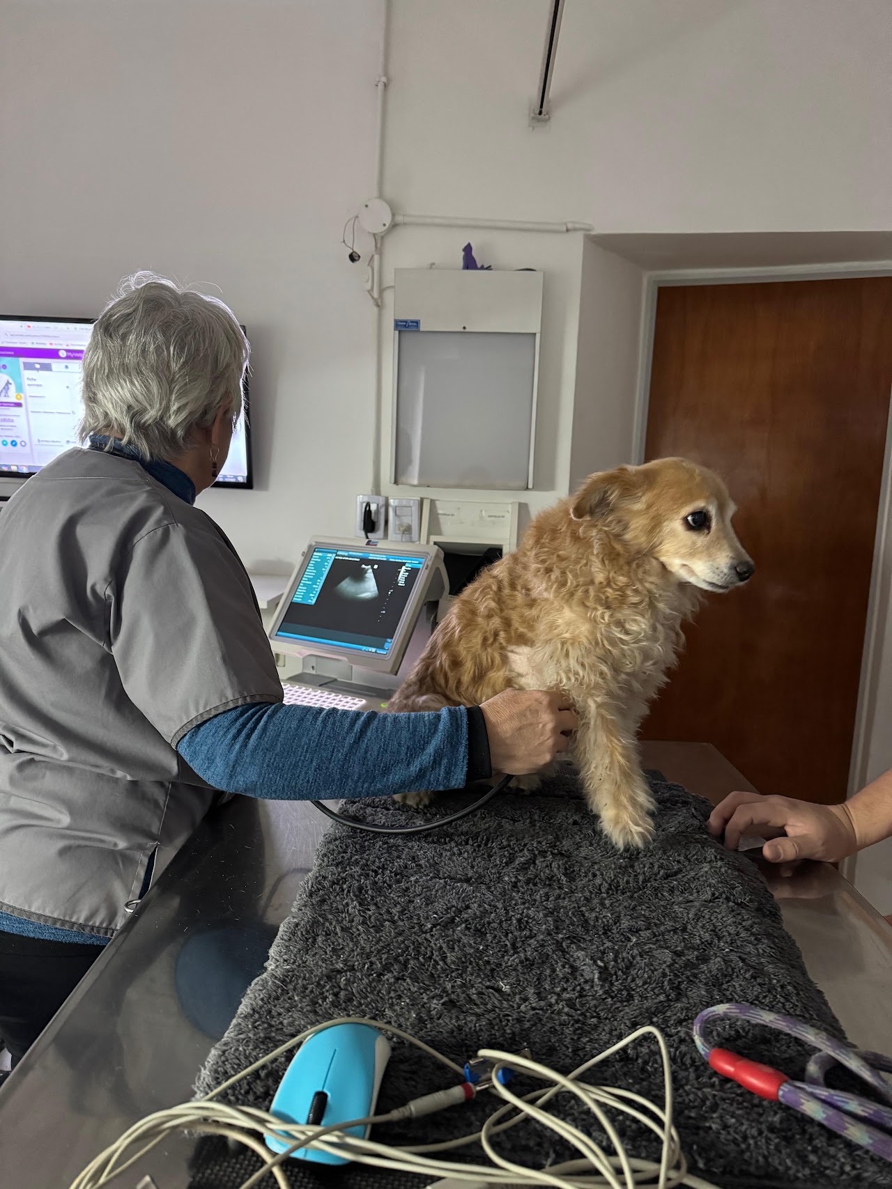 Ecografía en Veterinaria Asís